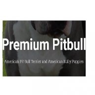 Premium Pit Bull